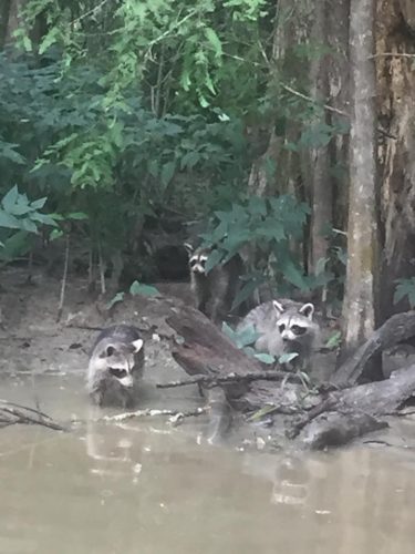 Three raccoons having fun