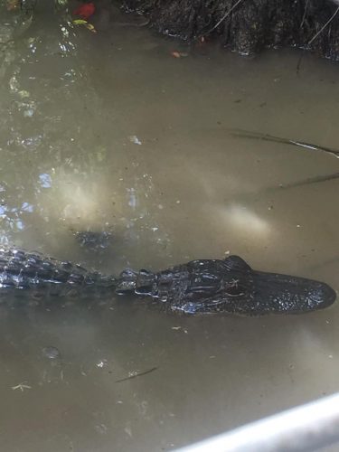 big alligator coming to say hi