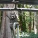 Raccoon just hanging around